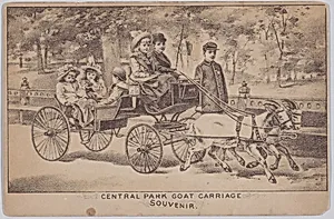 Central Park Goat Carriage (Souvenir Postcard)