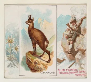 Chamois, from Quadrupeds series (N41) for Allen & Ginter Cigarettes