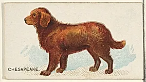 Chesapeake, from the Dogs of the World series for Old Judge Cigarettes by Goodwin & Company