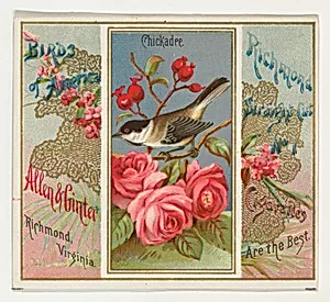 Chickadee, from the Birds of America series (N37) for Allen & Ginter Cigarettes by Allen & Ginter