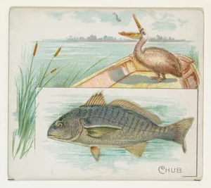 Chub, from Fish from American Waters series (N39) for Allen & Ginter Cigarettes by Allen & Ginter|Lindner, Eddy & Claus