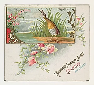 Clapper Rail, from the Game Birds series (N40) for Allen & Ginter Cigarettes by Allen & Ginter