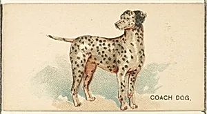 Coach Dog, from the Dogs of the World series for Old Judge Cigarettes by Goodwin & Company