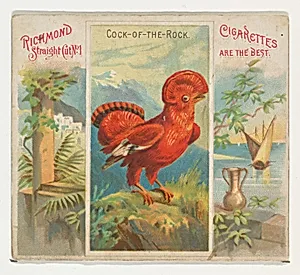 Cock-of-the-Rock, from Birds of the Tropics series (N38) for Allen & Ginter Cigarettes by Allen & Ginter|George S. Harris & Sons
