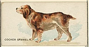 Cocker Spaniel, from the Dogs of the World series for Old Judge Cigarettes by Goodwin & Company