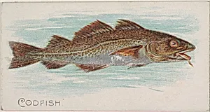 Codfish, from the Fish from American Waters series (N8) for Allen & Ginter Cigarettes Brands by Allen & Ginter|Lindner, Eddy & Claus