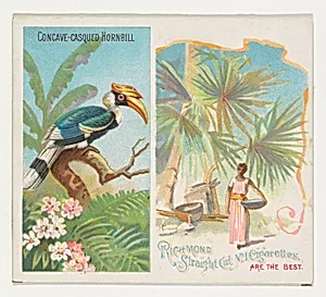 Concave-Casqued Hornbill, from Birds of the Tropics series (N38) for Allen & Ginter Cigarettes by Allen & Ginter|George S. Harris & Sons