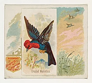 Crested Malimbus, from the Song Birds of the World series (N42) for Allen & Ginter Cigarettes by Allen & Ginter|George S. Harris & Sons
