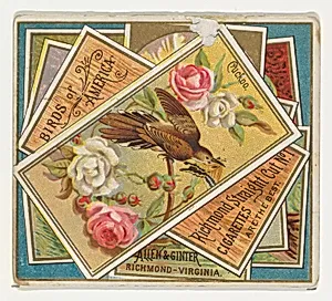 Cuckoo, from the Birds of America series (N37) for Allen & Ginter Cigarettes by Allen & Ginter