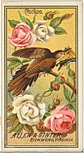 Cuckoo, from the Birds of America series (N4) for Allen & Ginter Cigarettes Brands by Allen & Ginter