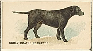 Curly Coated Retriever, from the Dogs of the World series for Old Judge Cigarettes by Goodwin & Company