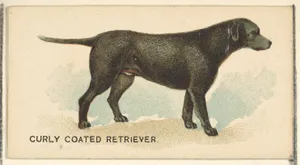 Curly Coated Retriever, from the Dogs of the World series for Old Judge Cigarettes