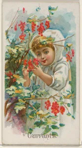Currants, from the Fruits series (N12) for Allen & Ginter Cigarettes Brands