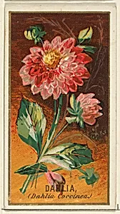 Dahlia (Dahlia Coccinea), from the Flowers series for Old Judge Cigarettes by Goodwin & Company|George S. Harris & Sons