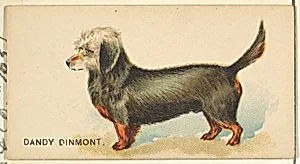 Dandy Dinmont, from the Dogs of the World series for Old Judge Cigarettes by Goodwin & Company