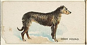 Deer Hound, from the Dogs of the World series for Old Judge Cigarettes by Goodwin & Company