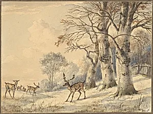 Deer under Beech Trees in Summer