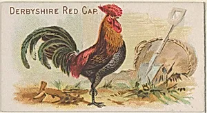 Derbyshire Red Cap, from the Prize and Game Chickens series (N20) for Allen & Ginter Cigarettes by Allen & Ginter|The Gast Lithograph & Engraving Company