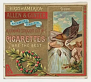 Dipper, from the Birds of America series (N37) for Allen & Ginter Cigarettes by Allen & Ginter