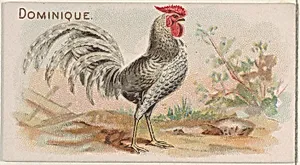 Dominique, from the Prize and Game Chickens series (N20) for Allen & Ginter Cigarettes by Allen & Ginter|The Gast Lithograph & Engraving Company