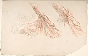 Ecorché: Two Studies of the Muscles of the Shoulder and of the Arm, Raised by Eugène Delacroix