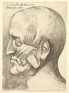 Ecorche head of a man in profile to left by Leonardo da Vinci|Wenceslaus Hollar