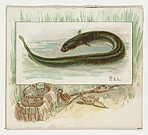 Eel, from Fish from American Waters series (N39) for Allen & Ginter Cigarettes by Allen & Ginter|Lindner, Eddy & Claus