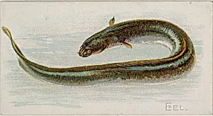 Eel, from the Fish from American Waters series (N8) for Allen & Ginter Cigarettes Brands by Allen & Ginter|Lindner, Eddy & Claus