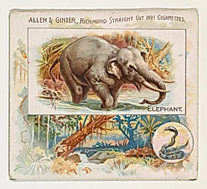 Elephant, from Quadrupeds series (N41) for Allen & Ginter Cigarettes by Allen & Ginter|Lindner, Eddy & Claus