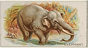 Elephant, from the Quadrupeds series (N21) for Allen & Ginter Cigarettes by Allen & Ginter|Lindner, Eddy & Claus