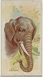 Elephant, from the Wild Animals of the World series (N25) for Allen & Ginter Cigarettes by Allen & Ginter|George S. Harris & Sons