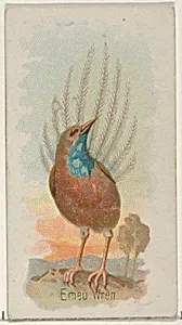 Emeu Wren, from the Song Birds of the World series (N23) for Allen & Ginter Cigarettes by George S. Harris & Sons|Allen & Ginter