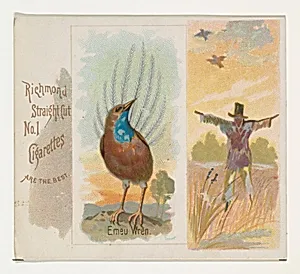 Emeu Wren, from the Song Birds of the World series (N42) for Allen & Ginter Cigarettes by Allen & Ginter|George S. Harris & Sons