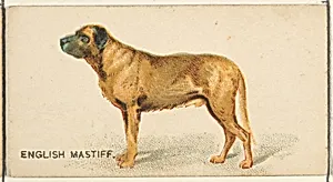English Mastiff, from the Dogs of the World series for Old Judge Cigarettes by Goodwin & Company