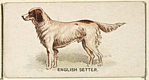 English Setter, from the Dogs of the World series for Old Judge Cigarettes by Goodwin & Company