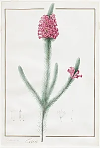 Erica Fulgida