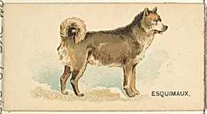 Esquimaux Husky, from the Dogs of the World series for Old Judge Cigarettes by Goodwin & Company
