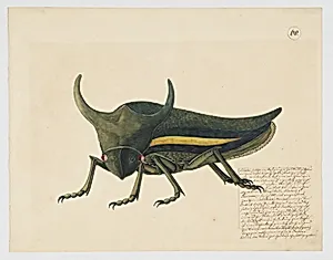 Fanciful depiction of a cicada