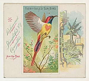 Fiery-Tailed Sun Bird, from Birds of the Tropics series (N38) for Allen & Ginter Cigarettes by Allen & Ginter|George S. Harris & Sons