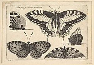 Five Butterflies by Wenceslaus Hollar