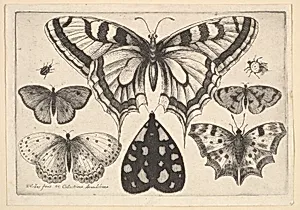 Five Butterflies, a Moth and Two Beetles by Wenceslaus Hollar