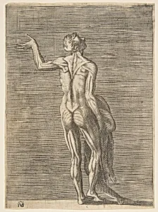 Flayed man with left hand on hip, holding skin in right hand by Giulio Bonasone