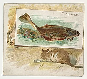 Flounder, from Fish from American Waters series (N39) for Allen & Ginter Cigarettes by Allen & Ginter|Lindner, Eddy & Claus