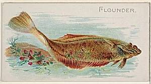 Flounder, from the Fish from American Waters series (N8) for Allen & Ginter Cigarettes Brands by Allen & Ginter|Lindner, Eddy & Claus
