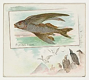 Flying Fish, from Fish from American Waters series (N39) for Allen & Ginter Cigarettes by Allen & Ginter|Lindner, Eddy & Claus
