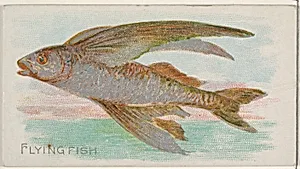 Flying Fish, from the Fish from American Waters series (N8) for Allen & Ginter Cigarettes Brands by Allen & Ginter|Lindner, Eddy & Claus