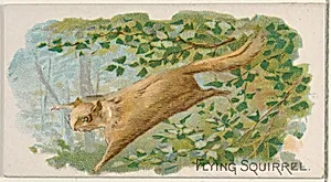 Flying Squirrel, from the Quadrupeds series (N21) for Allen & Ginter Cigarettes by Allen & Ginter|Lindner, Eddy & Claus