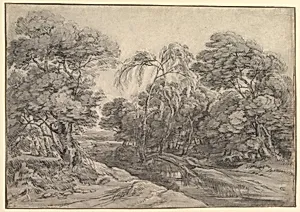 Forest Landscape