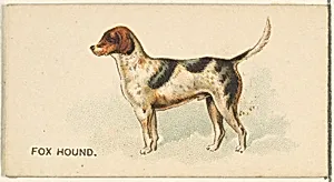 Fox Hound, from the Dogs of the World series for Old Judge Cigarettes by Goodwin & Company