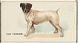Fox Terrier, from the Dogs of the World series for Old Judge Cigarettes by Goodwin & Company